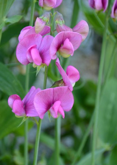 Perennial sweet pea flower