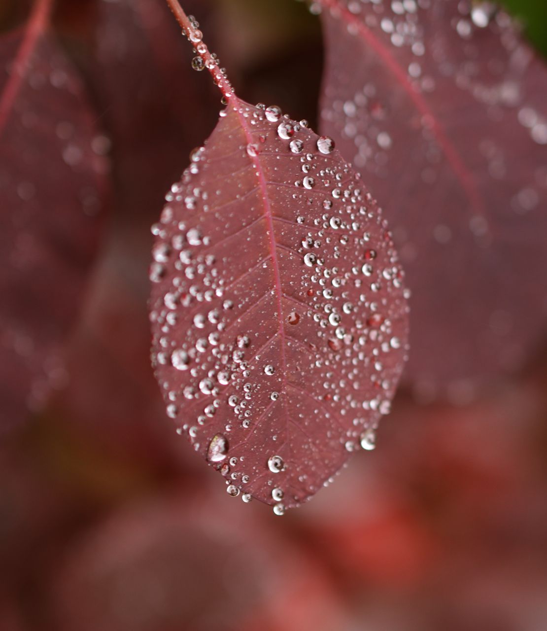 Cotinus leaf - with dew