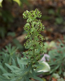 Euphorbia black flowers